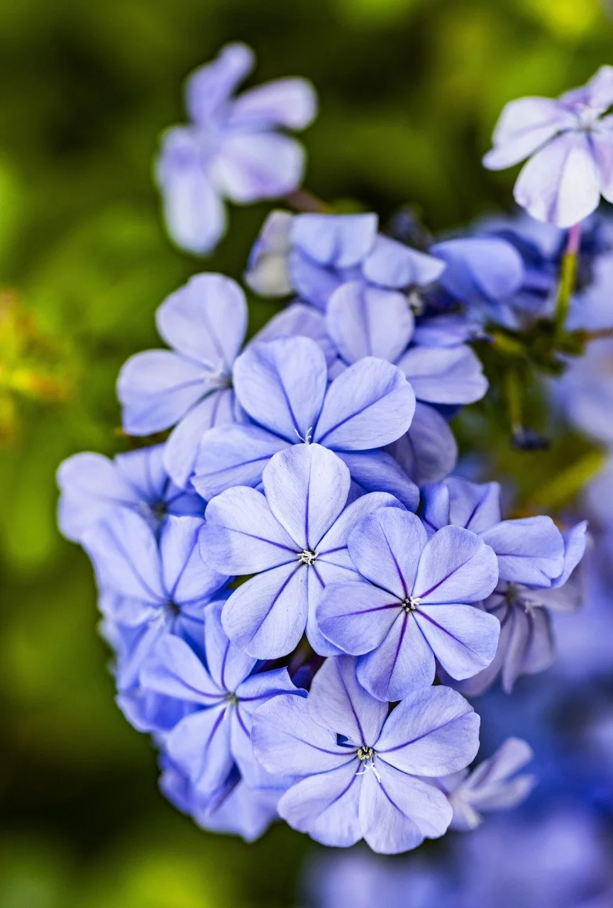 Diary of a Gardener Combating The Heat of Summer