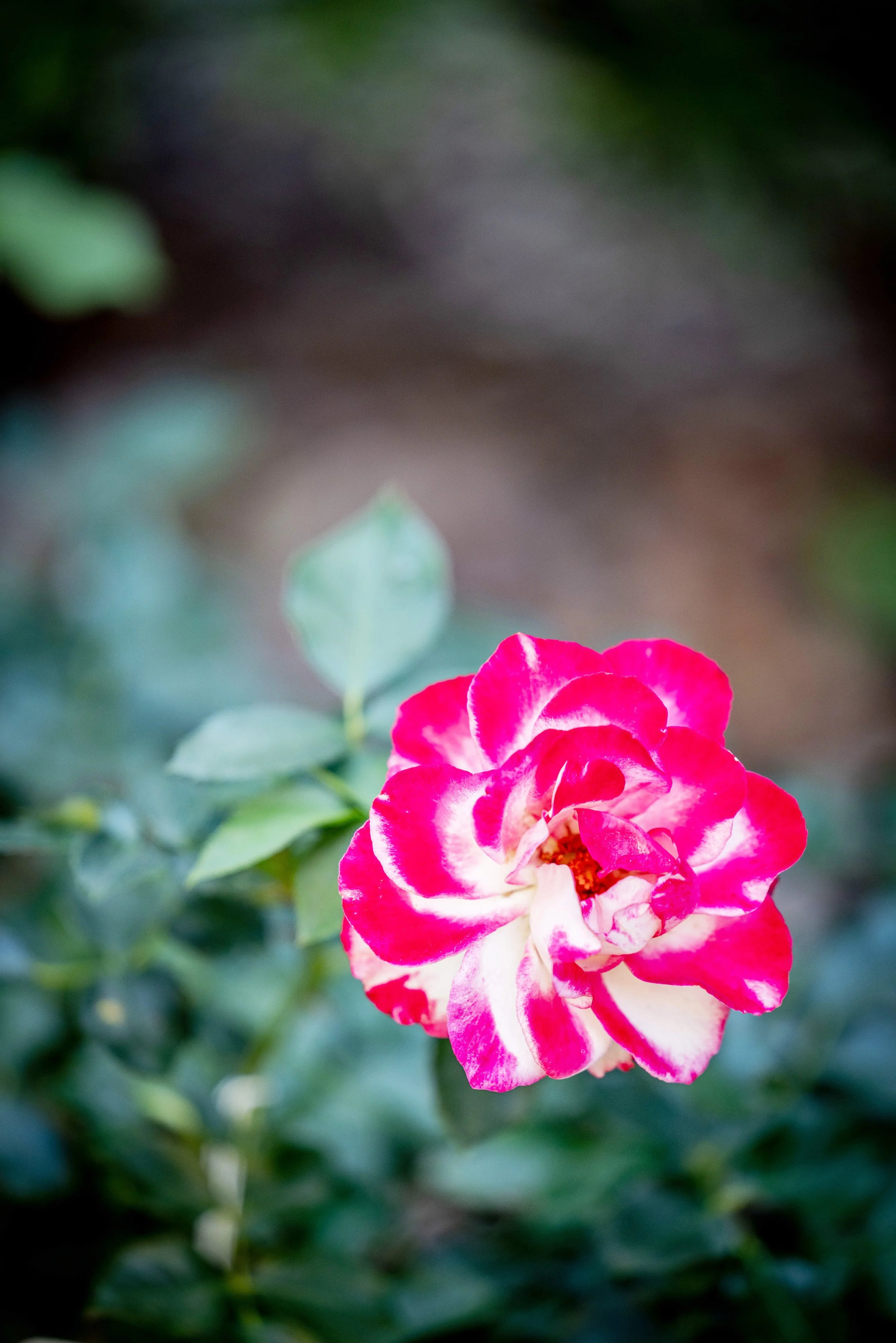 Diary of a Gardener The Use of Color In Our Gardens