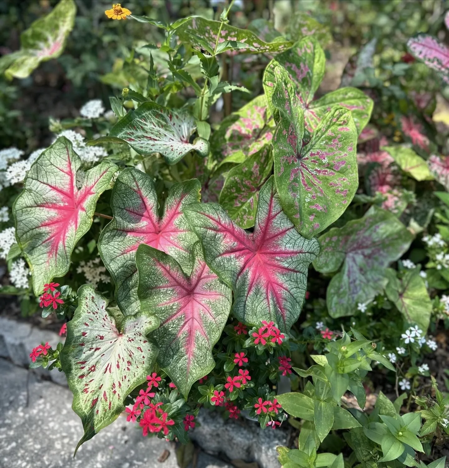 Diary of a Gardener Flowers to Withstand the Heat 