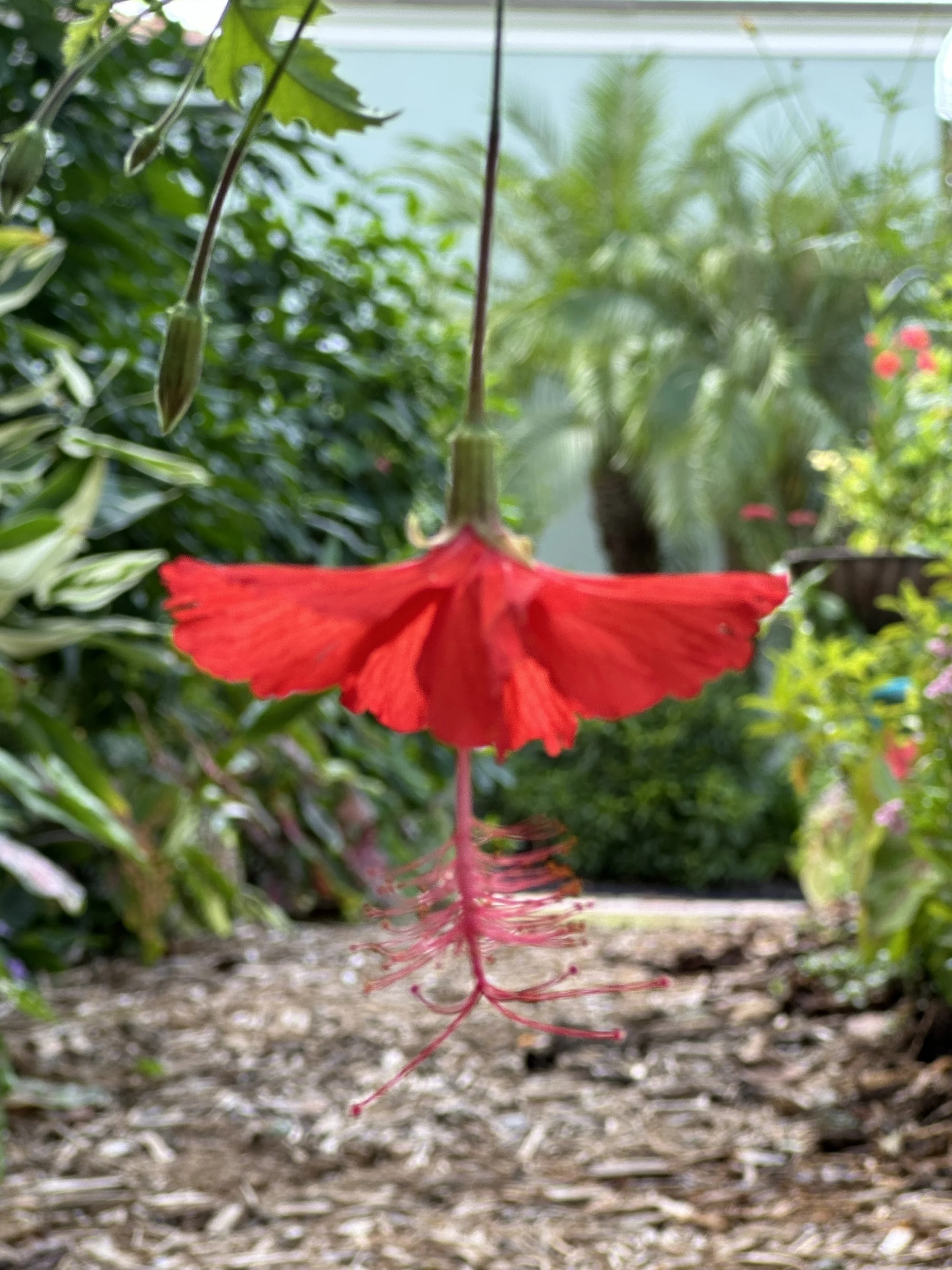 Diary of a Gardener Those Magic Moments