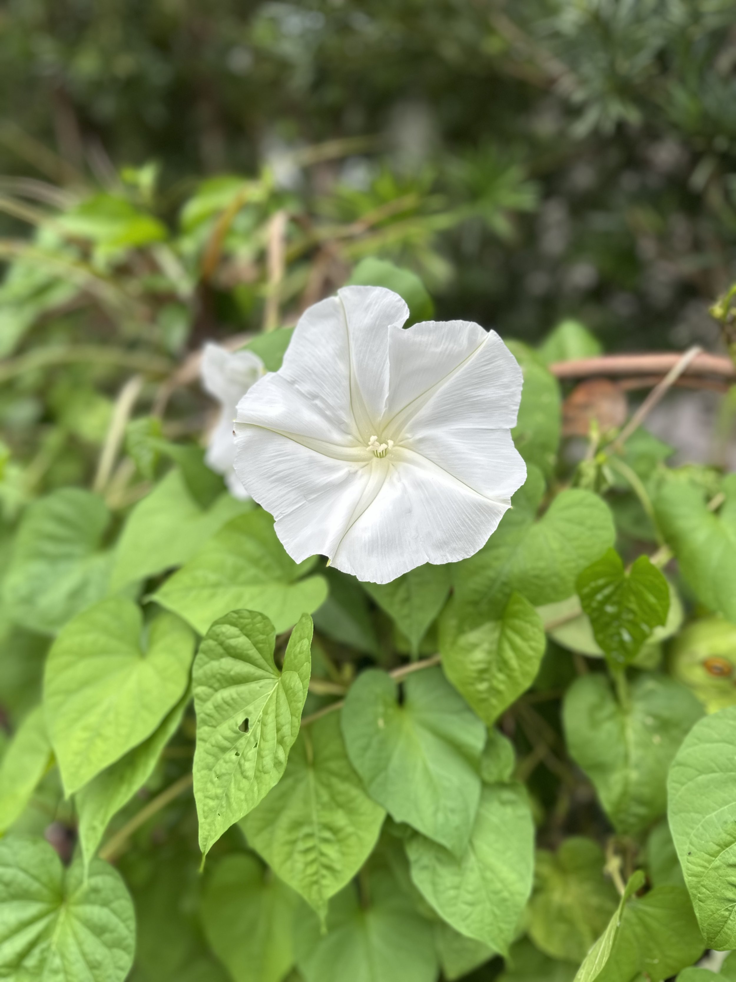 Diary of A Gardener Yes, Another Hurricane