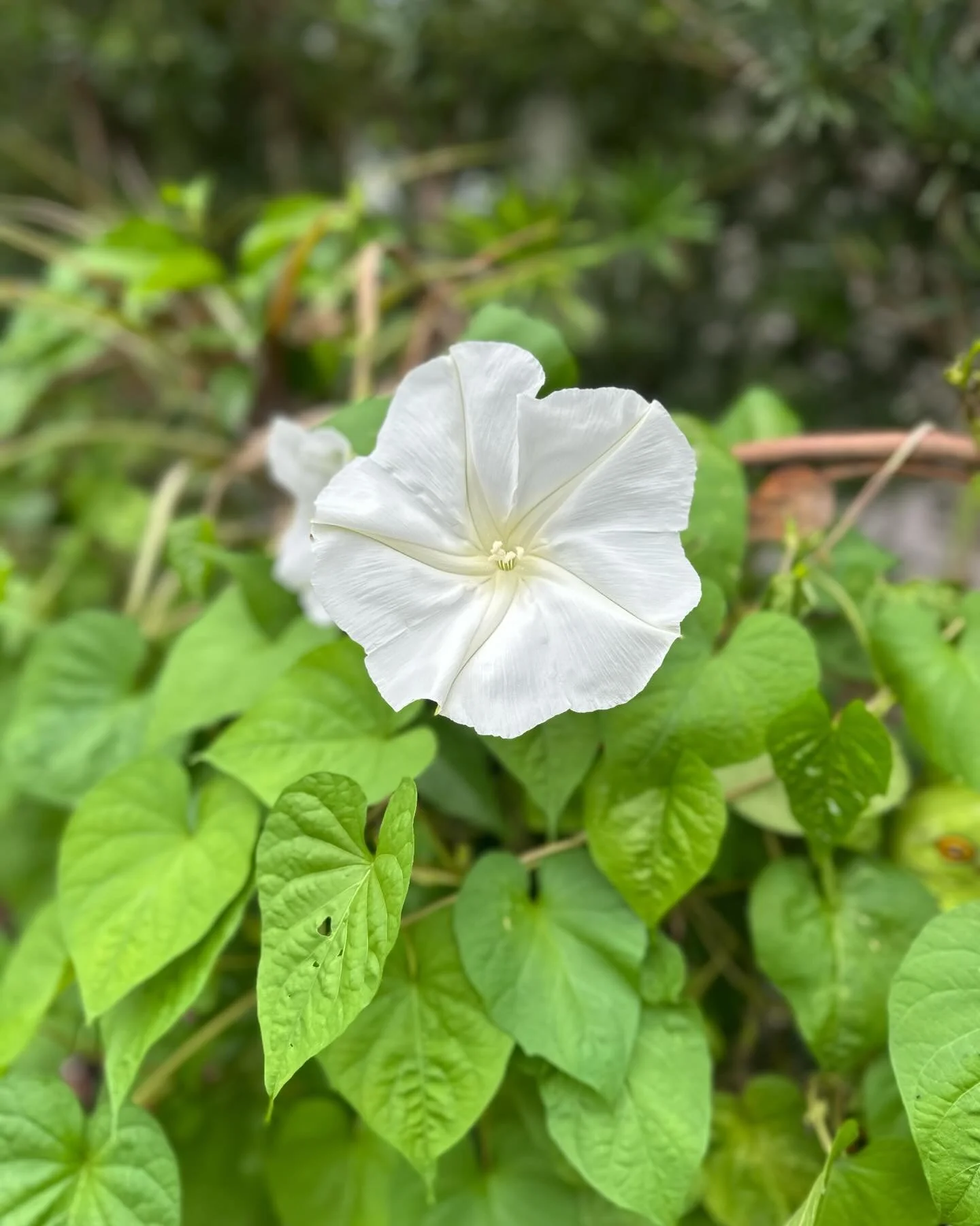Diary of A Gardener Hurricane Resistant Plants