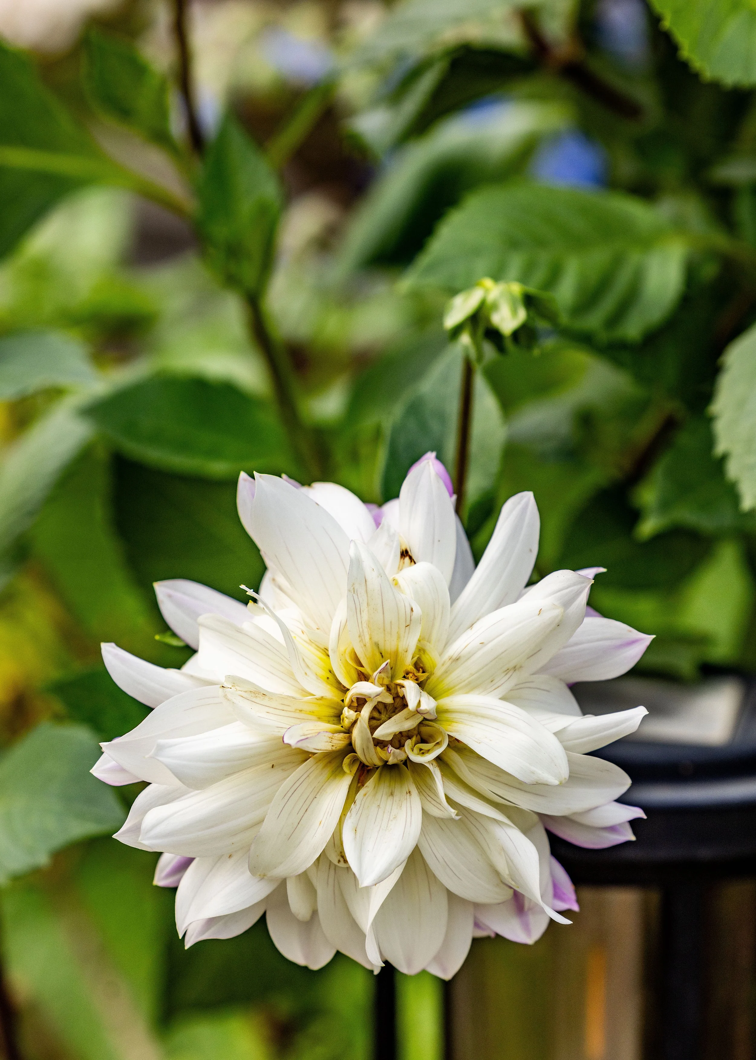 Diary of a Gardener Embracing Seasonal Gardening in South Florida