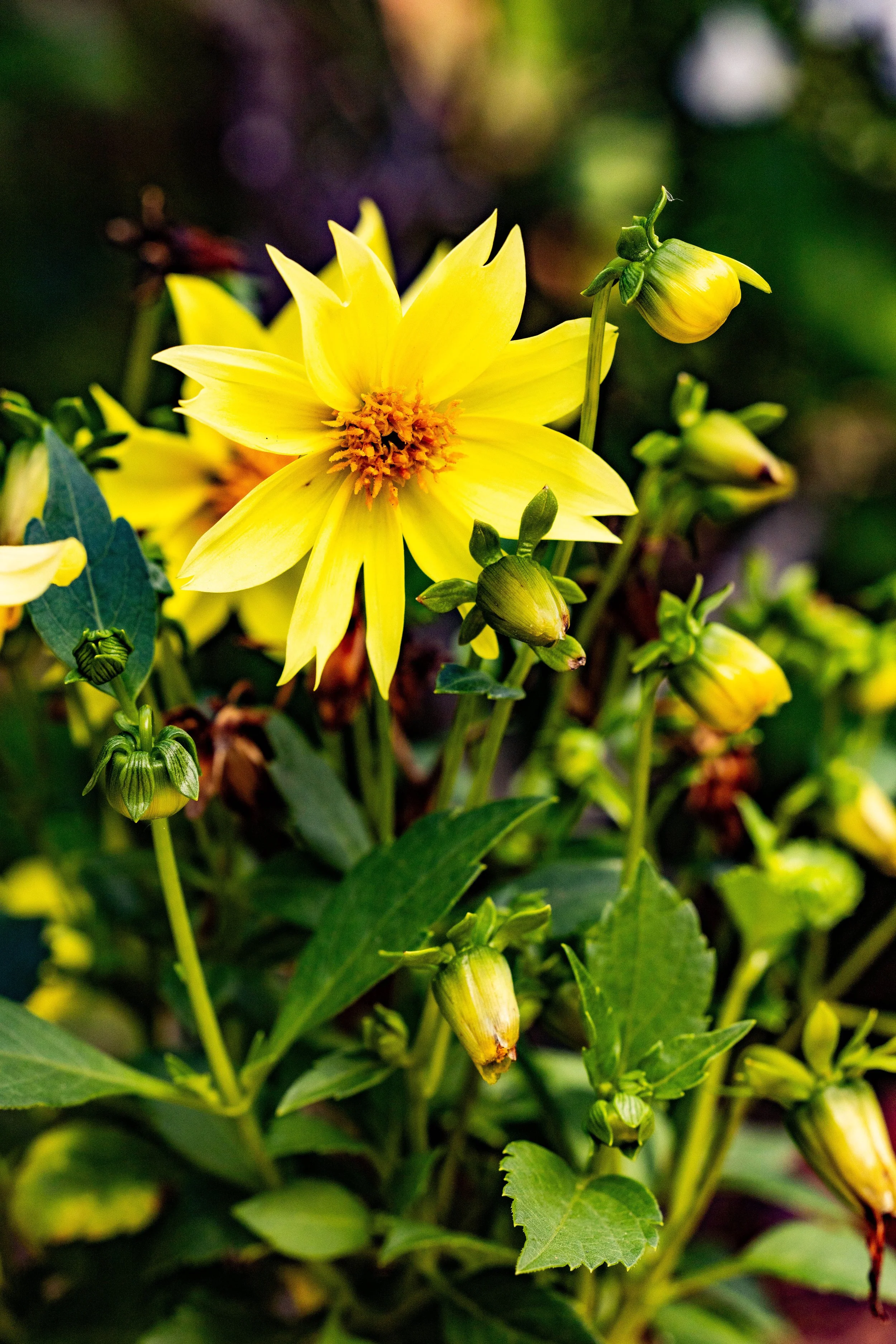 Diary of a Gardener What does your Garden Do For You?