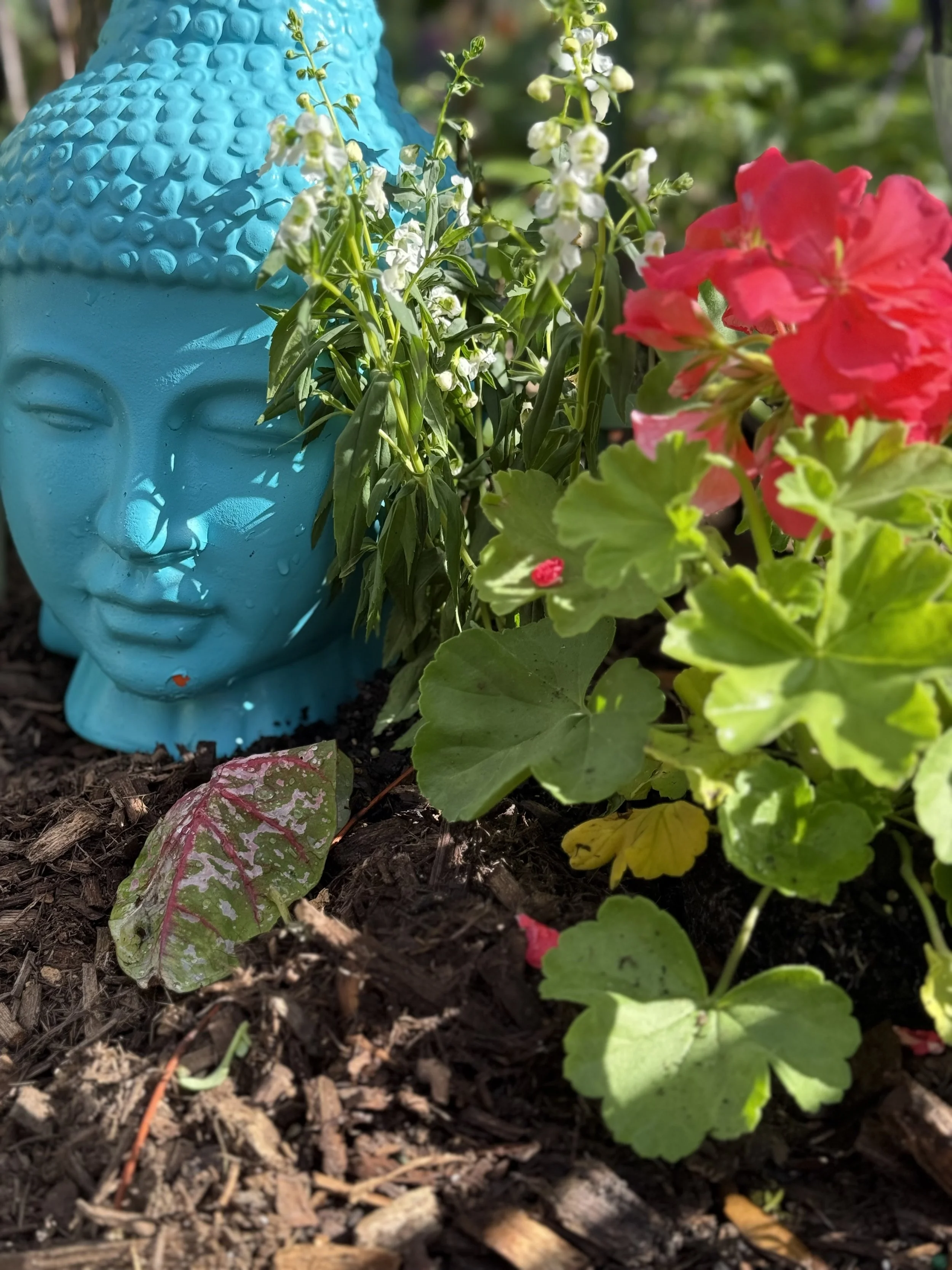 Diary of a Gardener Ins And Outs for 2025 - Garden Edition