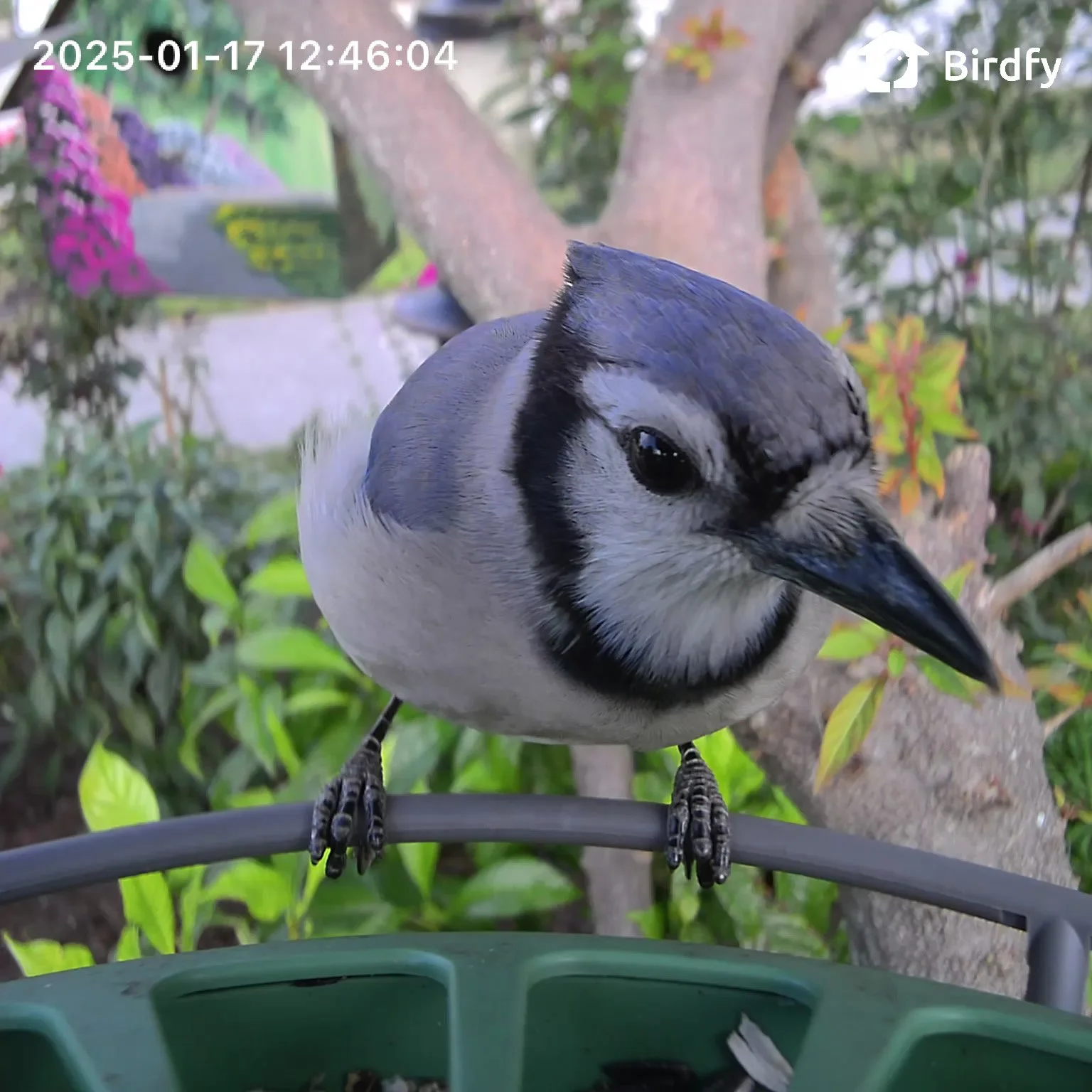 Diary of a Gardener Bird Watching: From Casual Observer to High-Tech Enthusiast