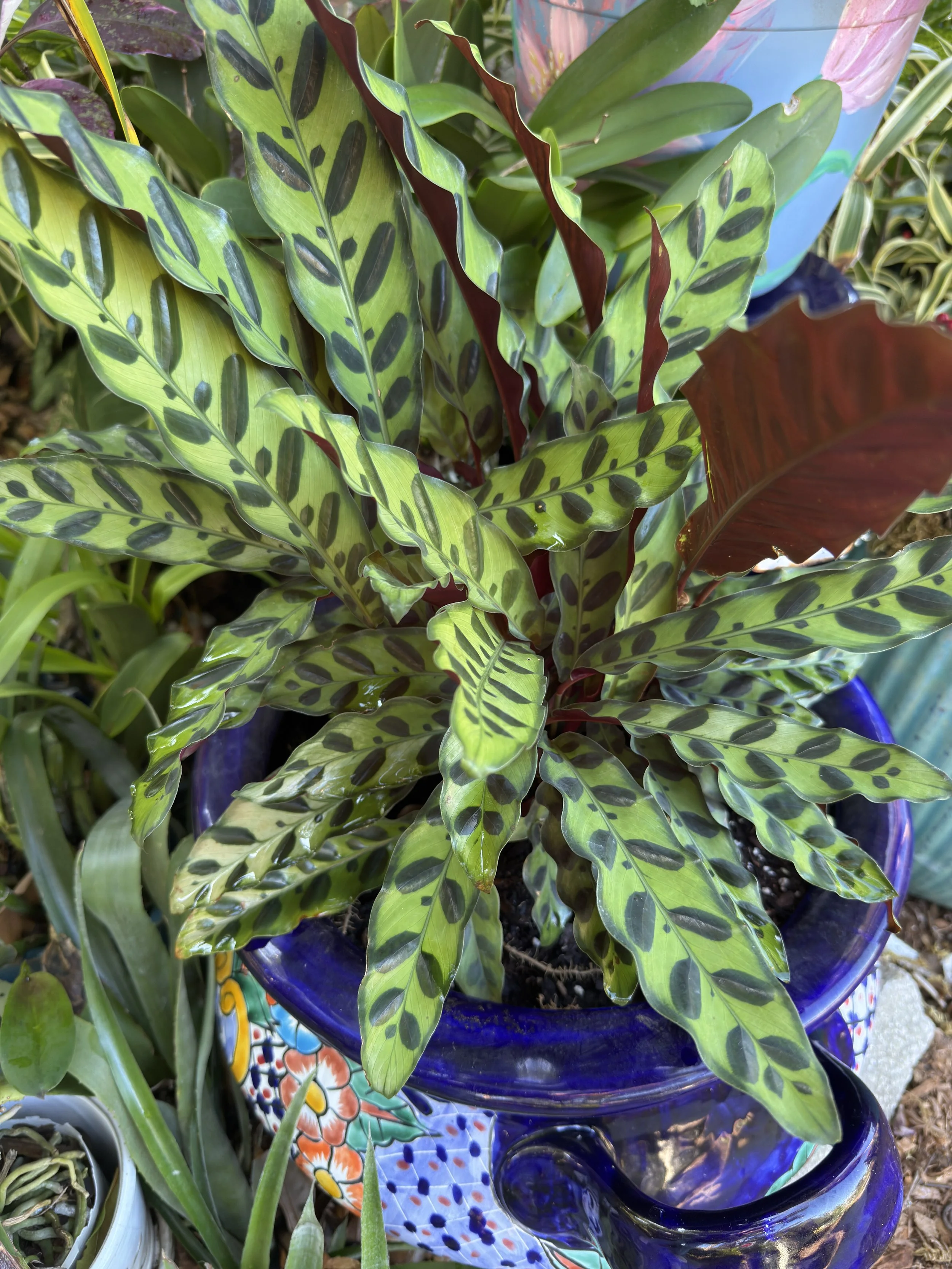 Why Your New Houseplants Struggle (and How to Help Them Thrive)