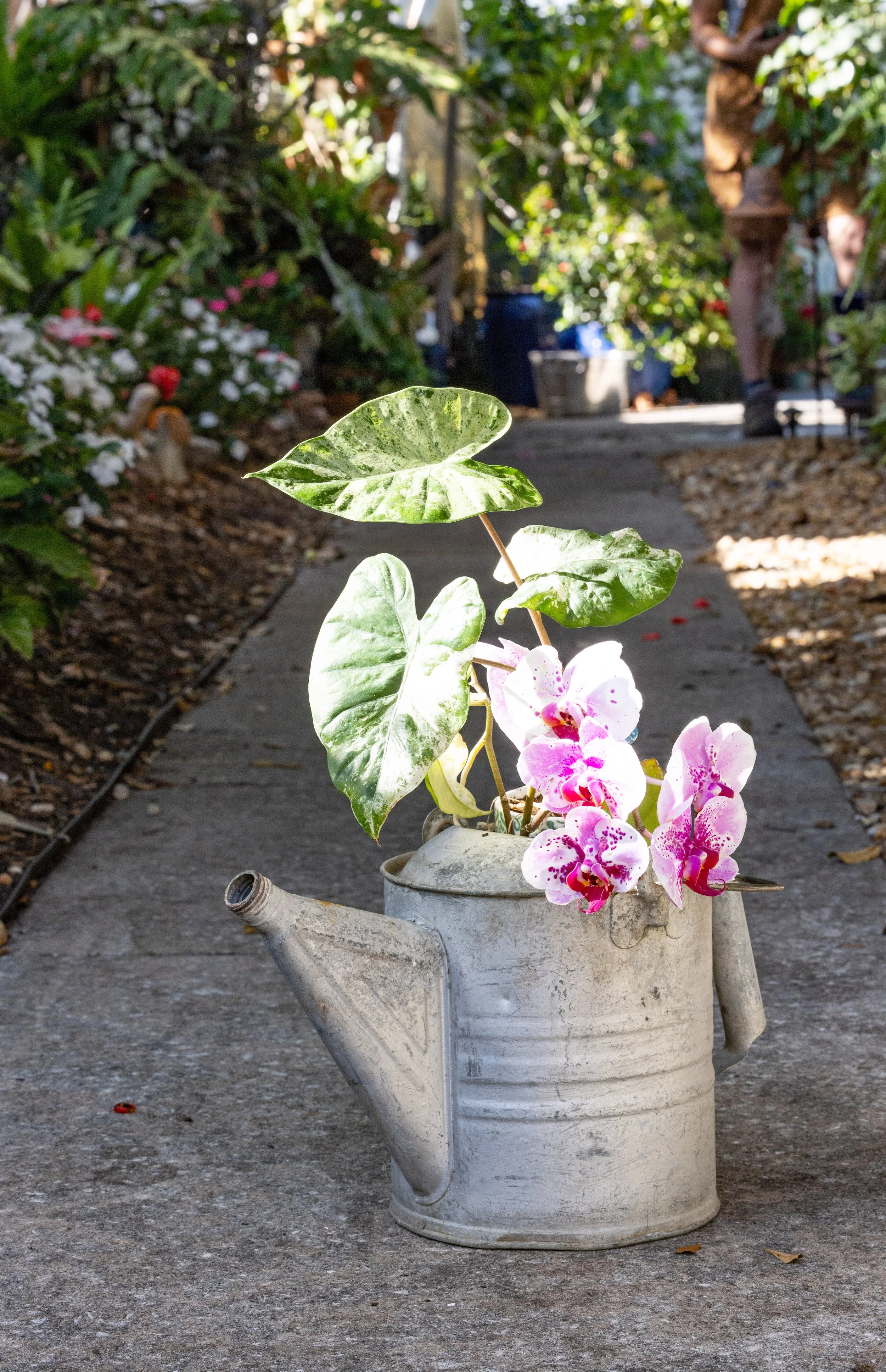 Watering Wisely: Keep Your Florida Garden Healthy This Winter