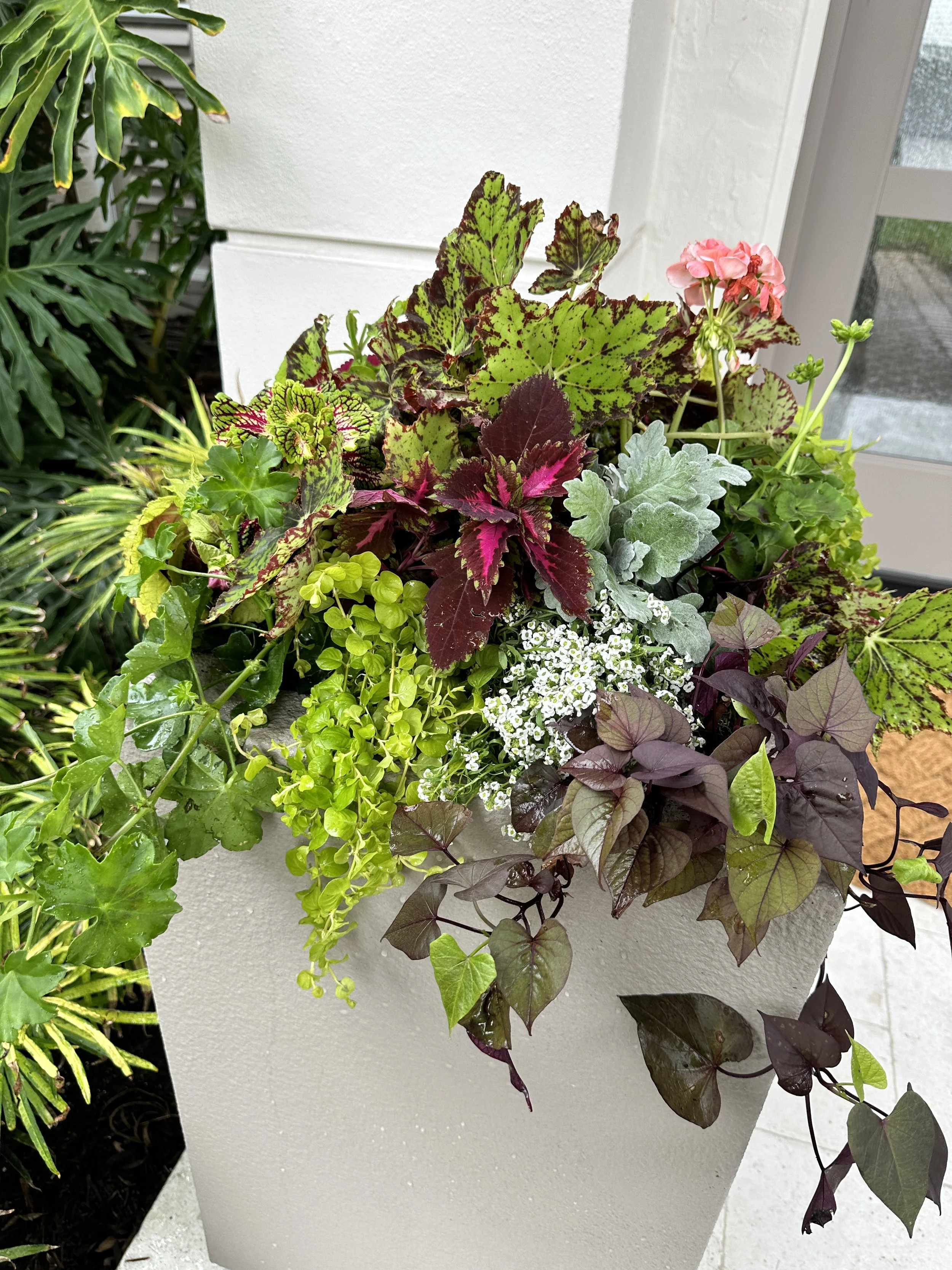 Designing Beautiful Florida-Friendly Potted Arrangements That Survive in the Heat