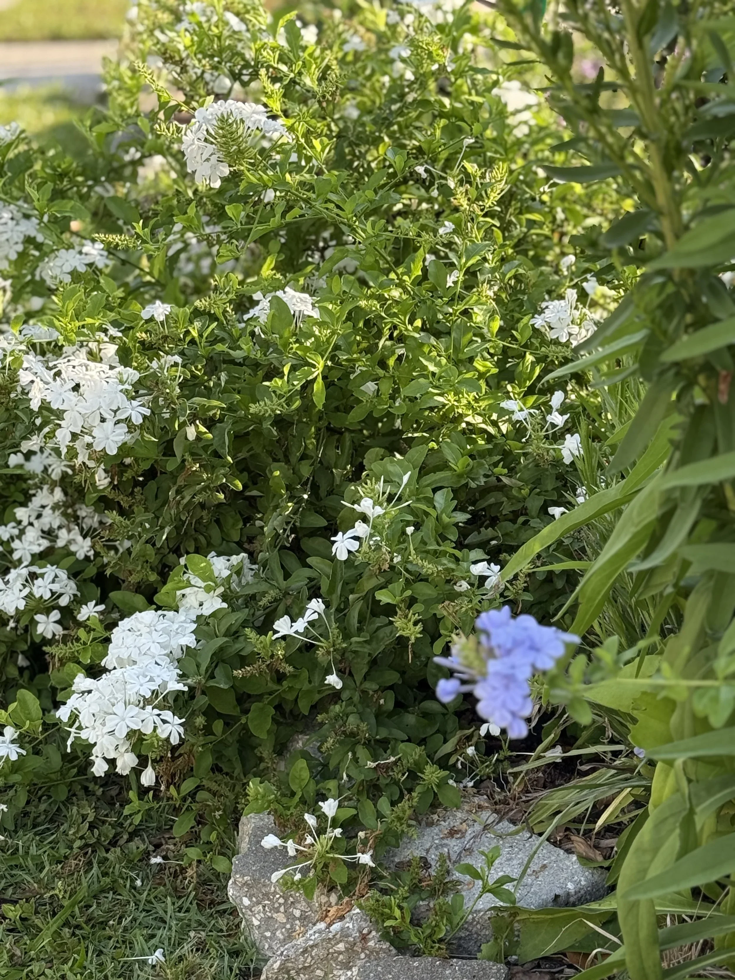 Top 5 Shrubs for a Florida Landscape (Zone 10A–11)