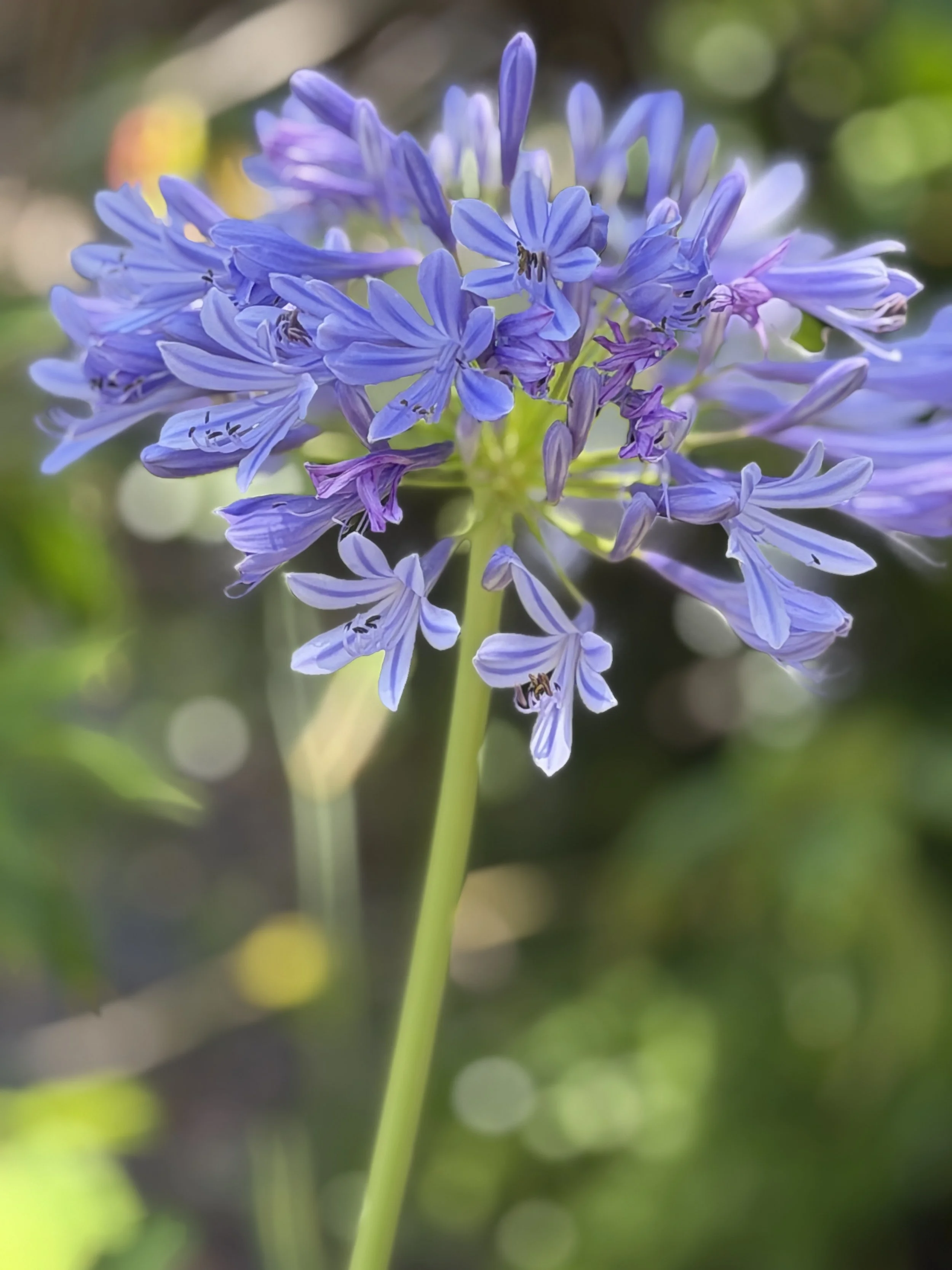 What Florida-Friendly Landscaping Actually Means