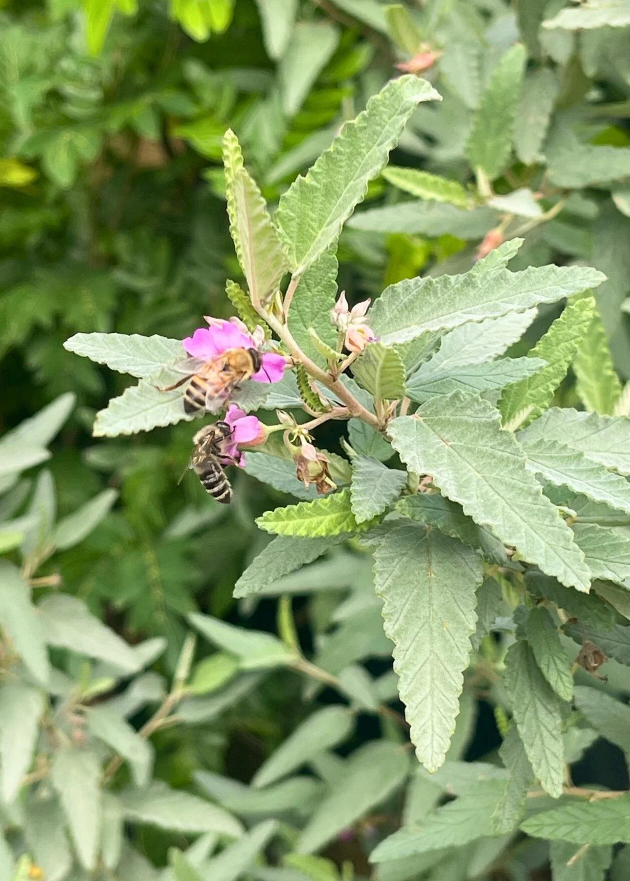 Creating a True Pollinator Garden for Backyard Beehives 🐝🌿
