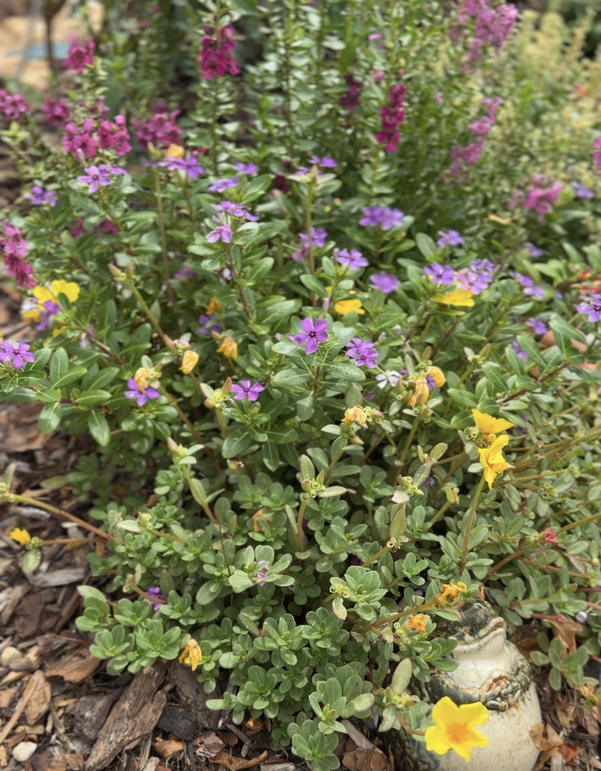 10 Plants That Are Thriving in My Florida Garden This Summer