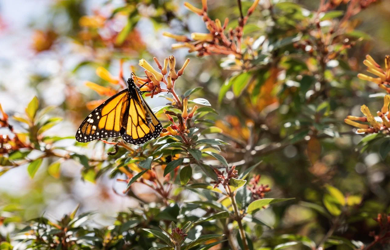Wildlife-Friendly, Not Wild: Rethinking the Modern Landscape