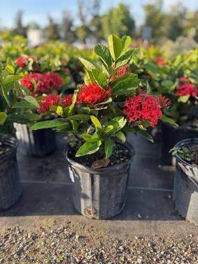 Dwarf Red Ixora