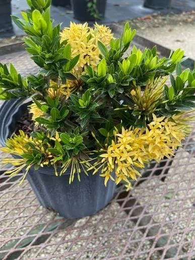 Dwarf Ixora (white, pink, yellow)