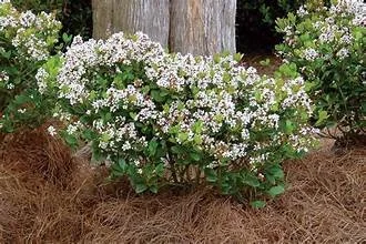 Dwarf Indian Hawthorne