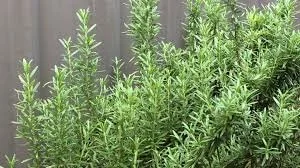 Rosemary