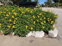 Beach Dune Sunflower
