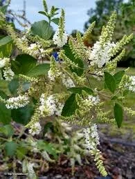 Sweet Almond Bush