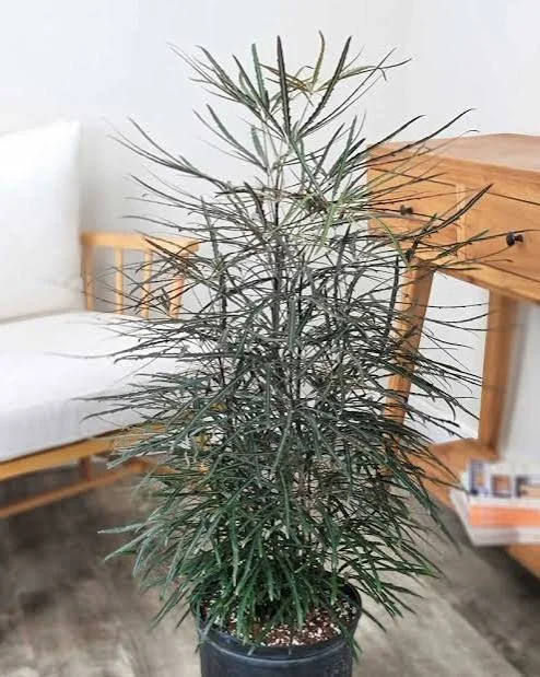 False Aralia