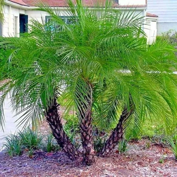 Pygmy Date Palm