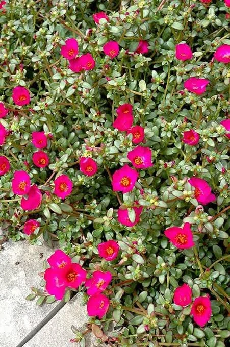 Pursulane