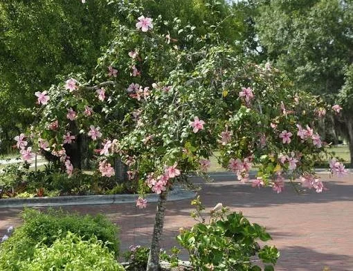 Weeping Hibiscus Anderson
