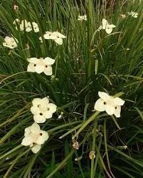 African White or Yellow Iris
