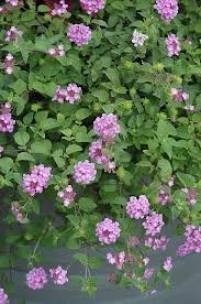 Purple Lantana