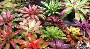 Bromeliads