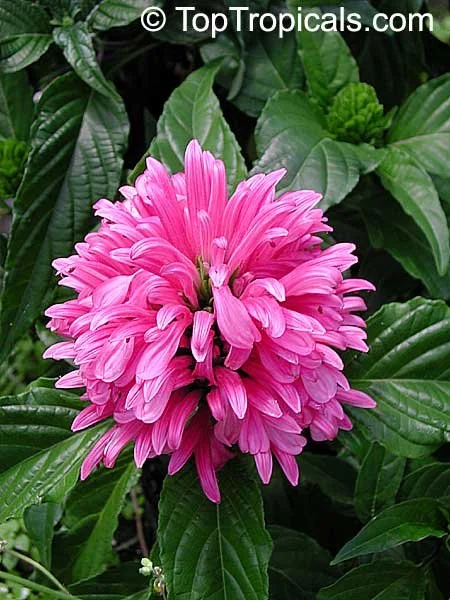 Justica (pink or orange or white)