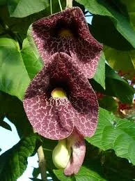 Dutchman Pipevine