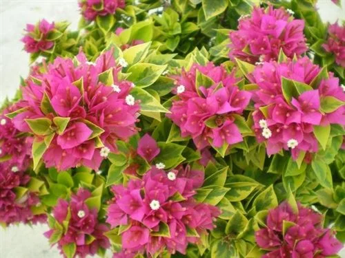 Pixie Bougainvillea
