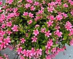 Vinca Suntory (white, purple, pink)
