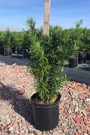 Podacarpus