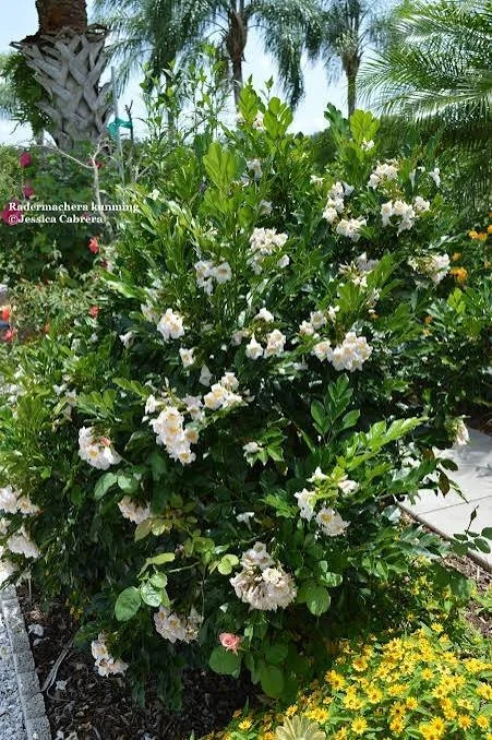 Dwarf Radermachera (Dwarf jasmine)