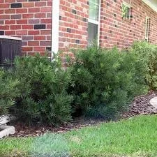Pringles Dwarf Podocarpus