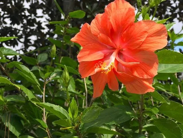 Double Peach Hibiscus Shrub