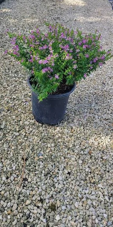 Mexican Heather
