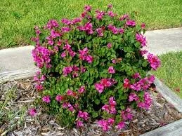 Bougainvillea 'Helen Johnson'