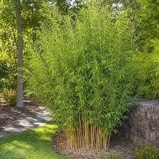 Clumping Bamboo
