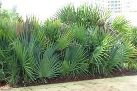 Saw Palmetto