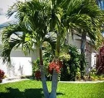 Double Christmas Palm