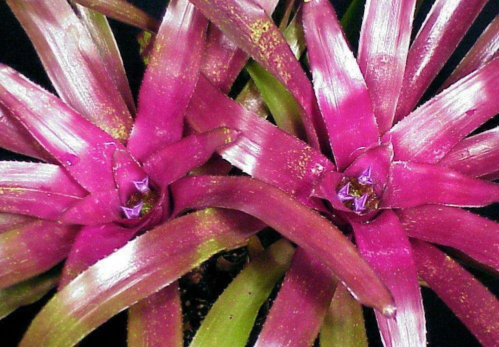 Neoregelia 'Bob Work'