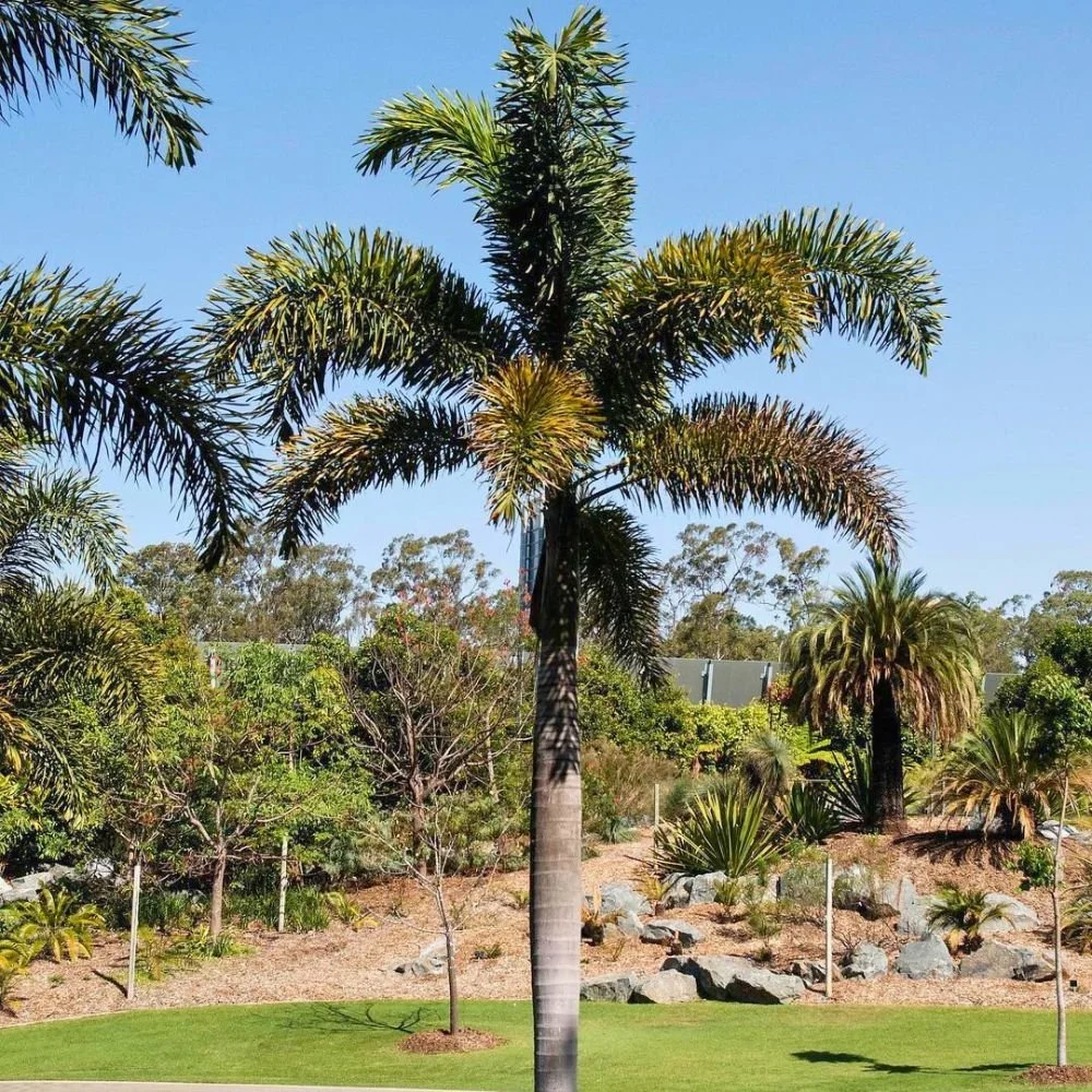 Foxtail Palm