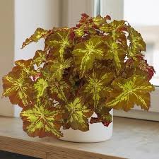 Begonia