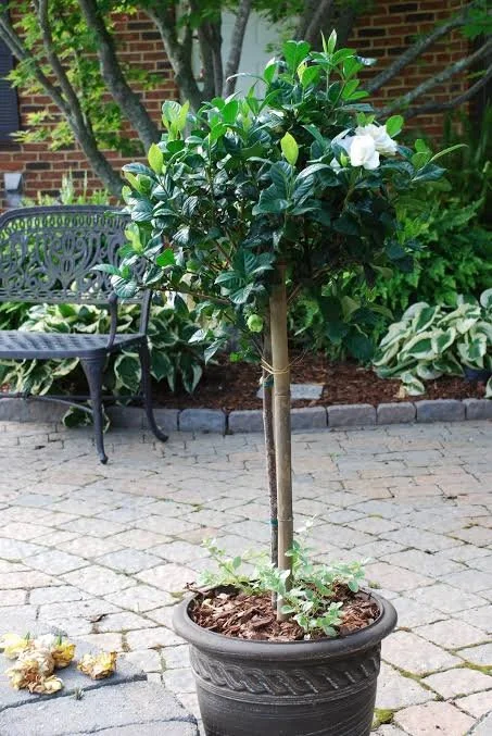 Gardenia Topiary
