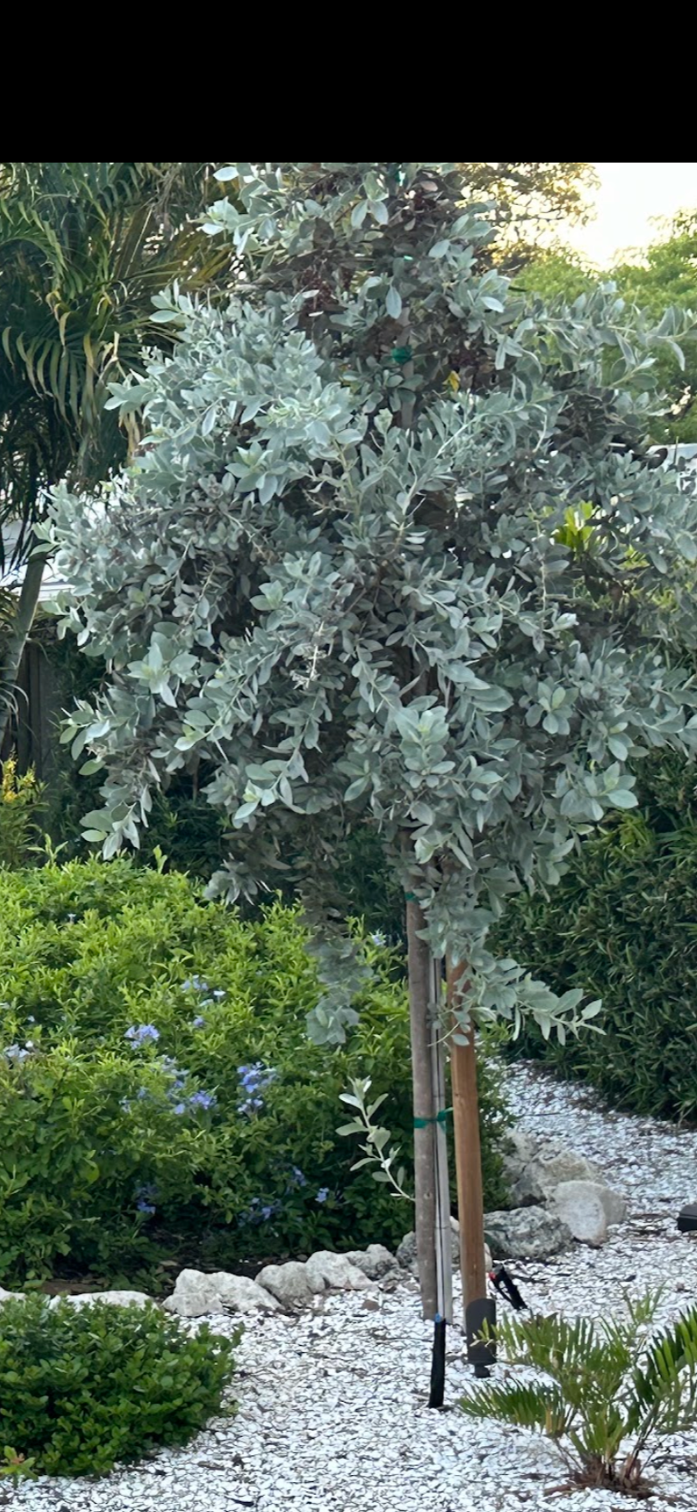 Silver Buttonwood