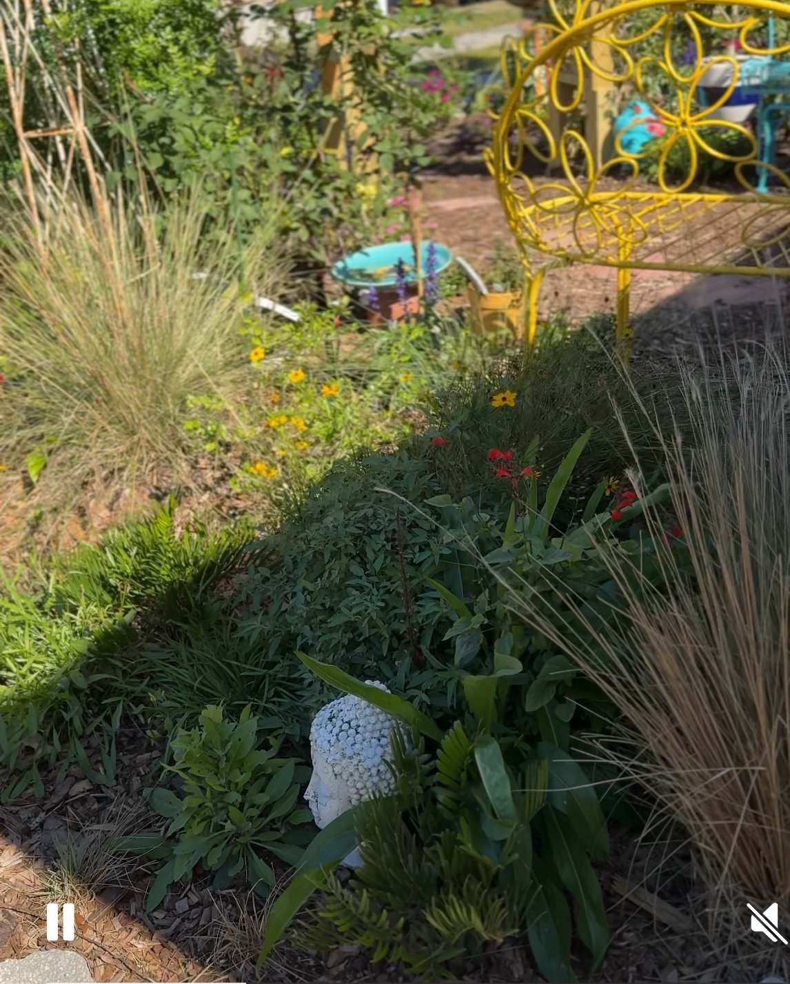 Urban Meadow